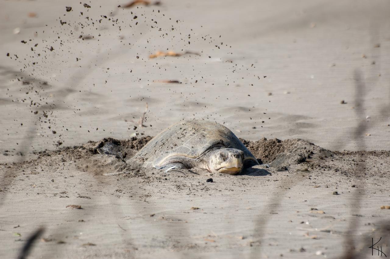 Ola Verde Hotel Popoyo Salinas Zewnętrze zdjęcie